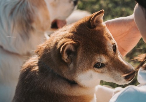 Capturing the Essence of Your Furry Friends in Phoenix